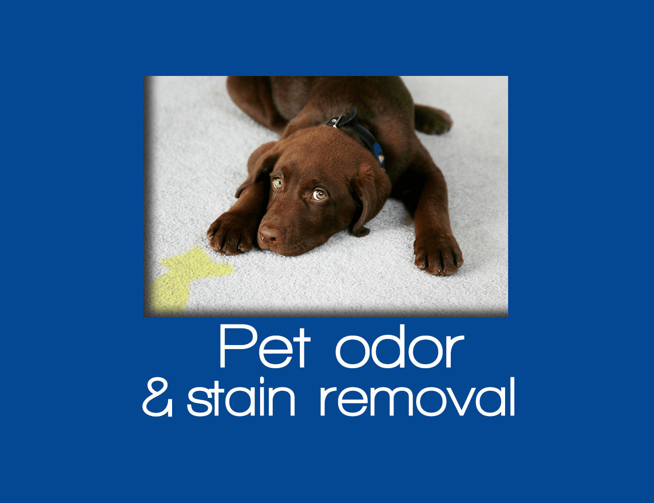 Pet Stain and Pet Odor Removal 